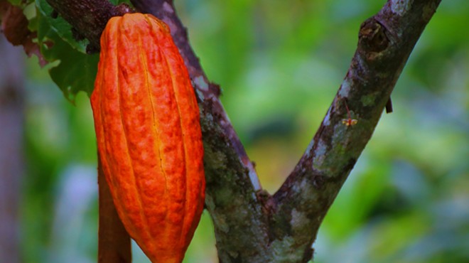 Healing the Body Consciousness: Cacao Healing Ceremony