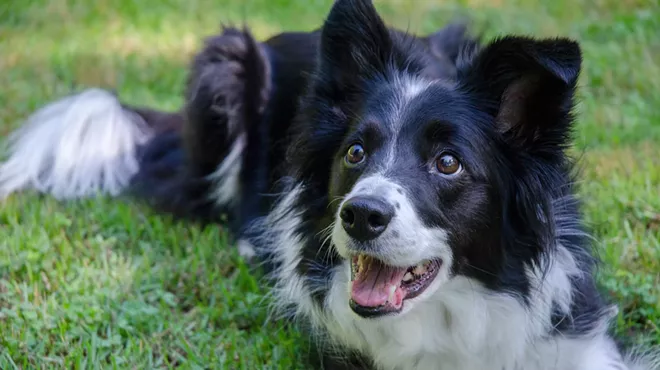 Image: Herding Dog Adoption Event