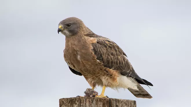 Image: High Desert Birds