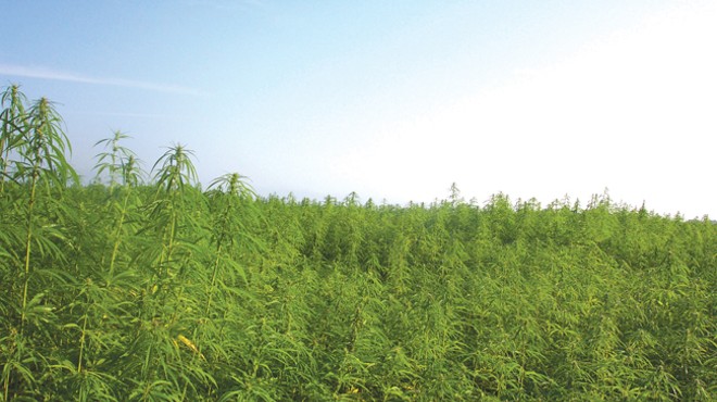 Highs and Lows of Hemp
