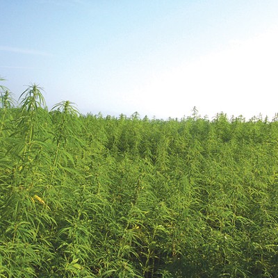 Highs and Lows of Hemp