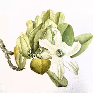 Image: Introduction to Botanical Illustration with Watercolors
