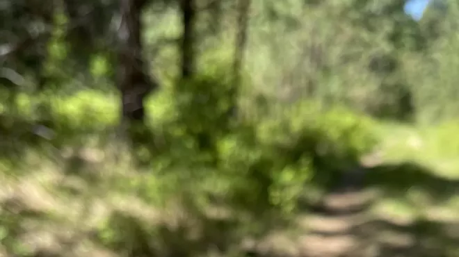 Image: Kids' Butterfly Walk