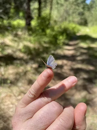 Image: Kids' Butterfly Walk