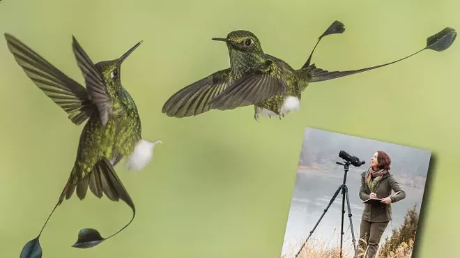 Image: Know Flight: Fanciful Hummingbirds and Their Feats of Flight
