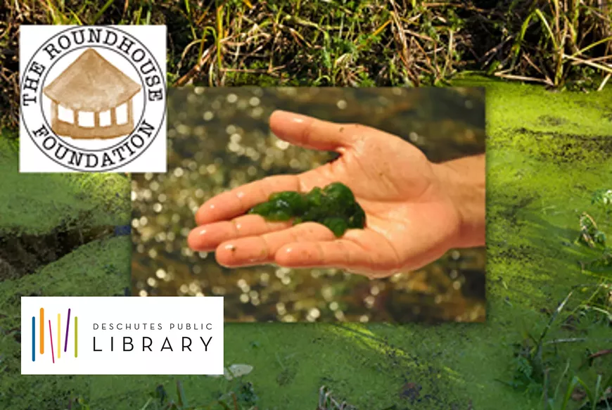 algae_with_dpl.webp