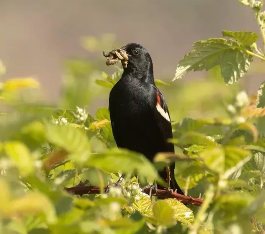 Tricolored blackbird eating healthy.