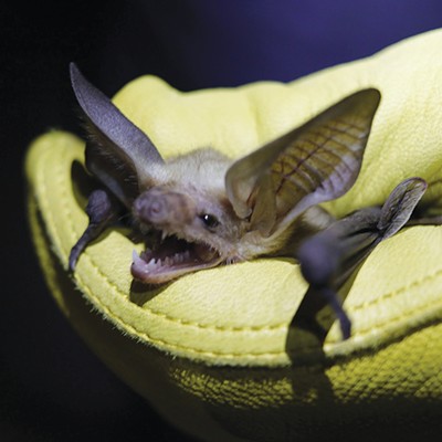 Listening for Bats in the High Desert