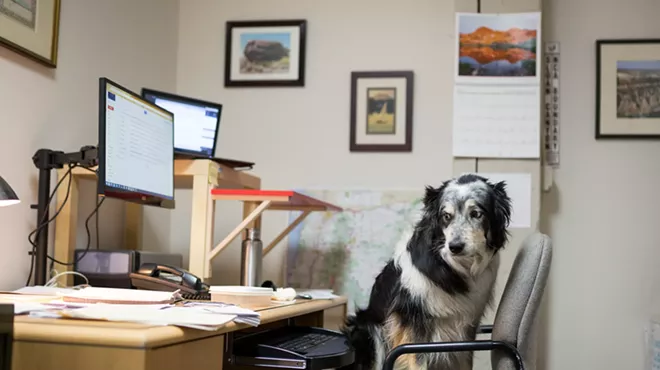 Image: Meet the Shop Dog: Maddie