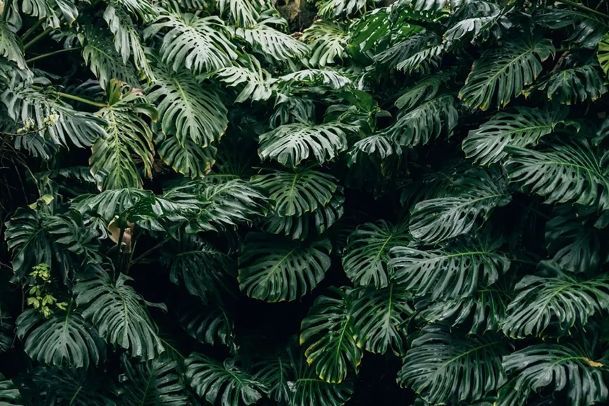 thimo-van-leeuwen-mc2vqzk6fh0-unsplash.webp