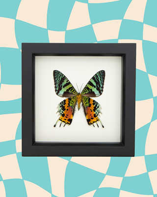 Image: Moth Pinning Workshop!