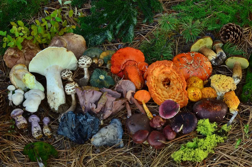 Learn how to identify mushrooms.