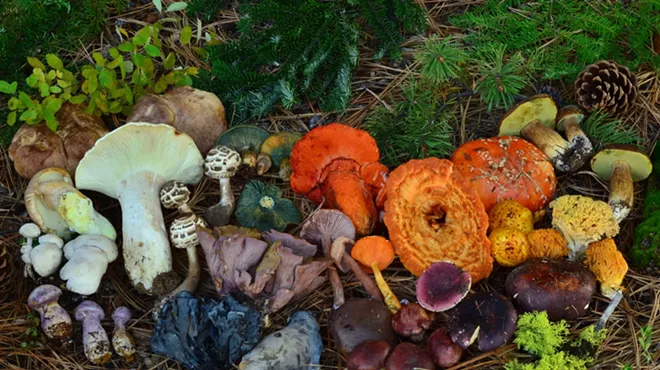 Image: Mushroom Identification 101