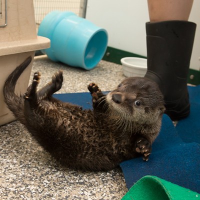 Name that otter pup!