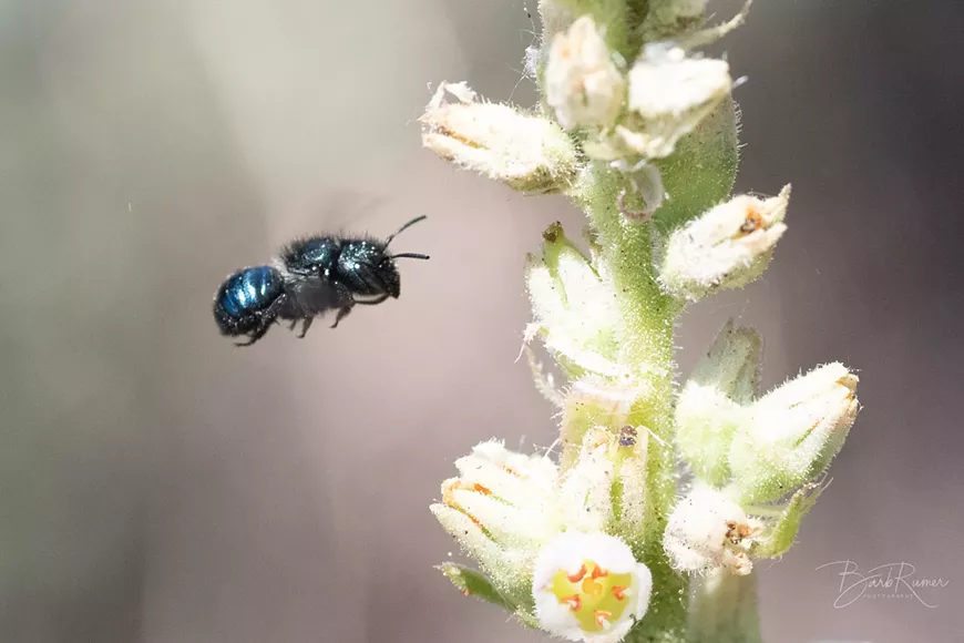 barbrumer.mp_2021_06_23_butterfly_walk_dsc_1692_tv.webp