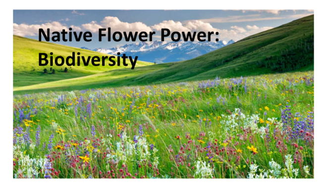 Image: Native Flower Power: Biodiversity
