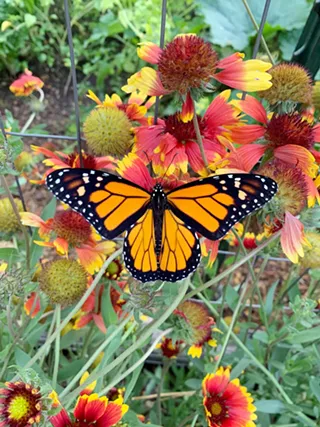 Image: Natural History Pub: Butterflies!