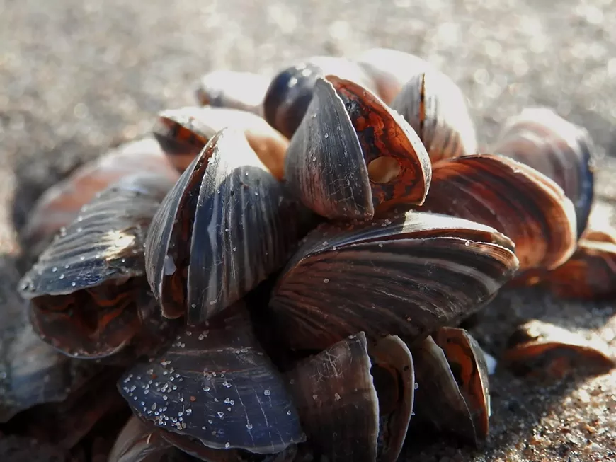mussels.webp