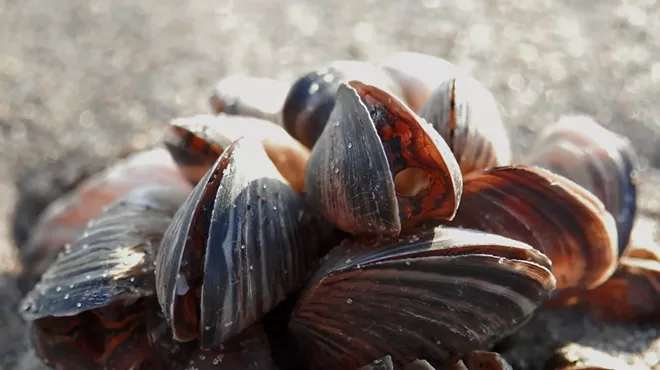 Image: Natural History Pub: Silent Destroyer: The Invasive Freshwater Mussel
