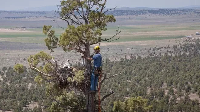 Image: Natural History Pub: Tree Climbing