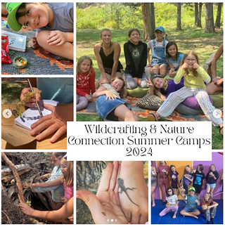 Image: Nature Connection Summer Camps