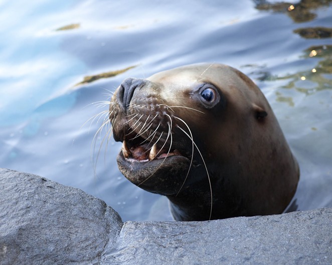 Oregon Zoo Says Goodbye to Gus, Oldest Male Stellar Sea Lion