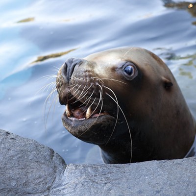 Oregon Zoo Says Goodbye to Gus, Oldest Male Stellar Sea Lion