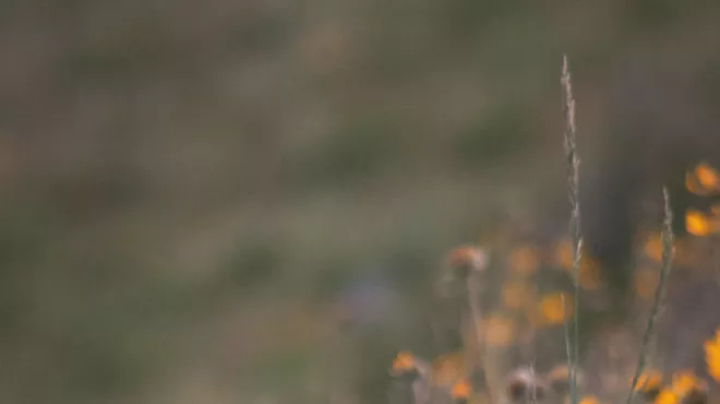 Image: Plant Hike