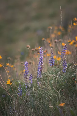 Image: Plant Hike