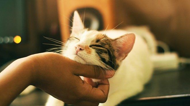 Playful Paws Cat Café Celebrates 100 Adoptions Milestone