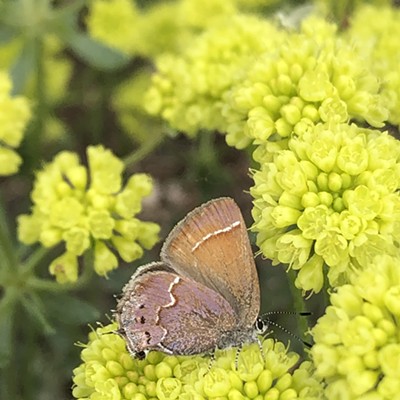 Pollinator Week Garden Tour: Al Moody Garden