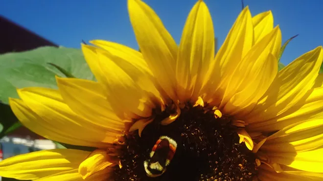 Image: Pollinator Week Garden Tour
