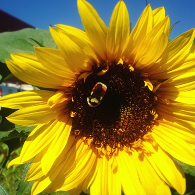 Pollinator Week Garden Tour