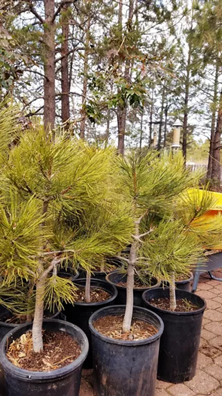 Image: Ponderosa Pine Seedling Sale