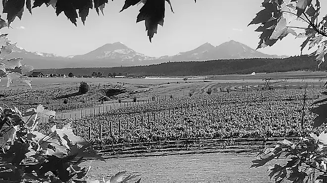 Image: Praise Music in the Vineyard with James Matt