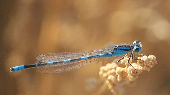 Qualifying for the Odonata Olympics