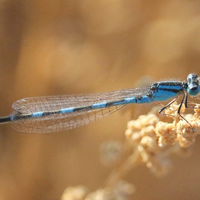 Qualifying for the Odonata Olympics