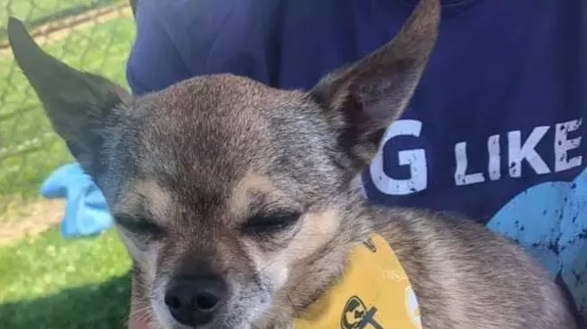 Image: Redmond Pup Crawl