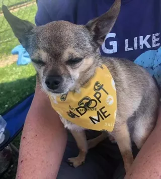 Image: Redmond Pup Crawl