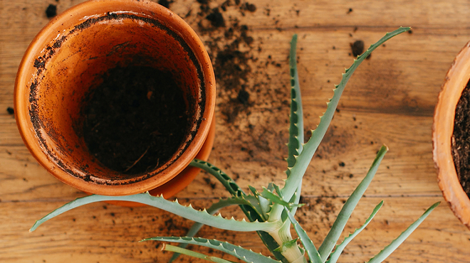 Image: Repotting 101