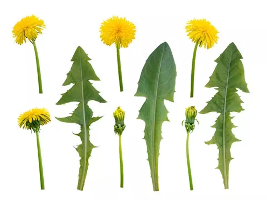Do you know what weeds are edible?