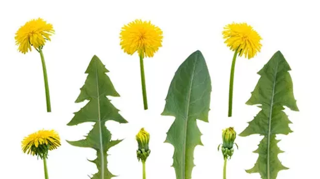 Image: Riverbank Remedies: A Guided Herbal Plant Walk