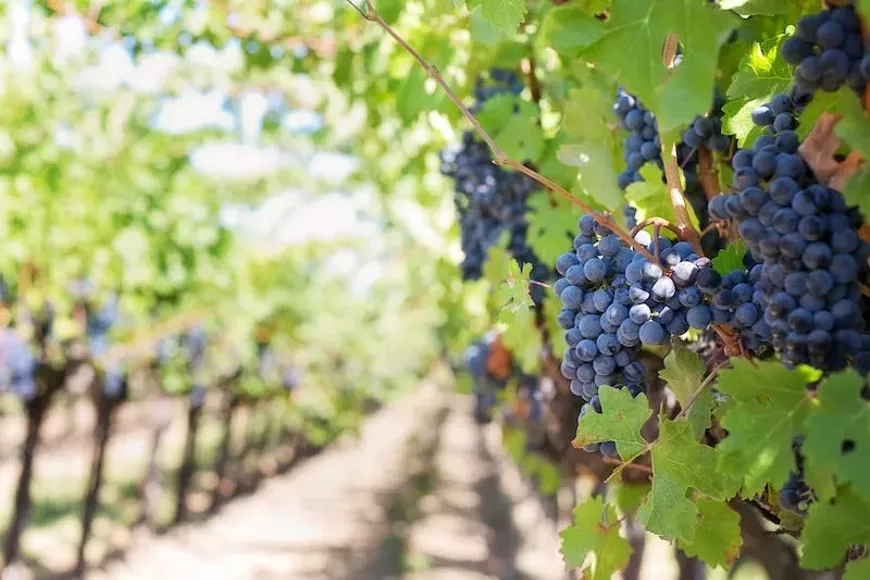 purple-grapes-vineyard-napa-valley-napa-vineyard-39351.webp