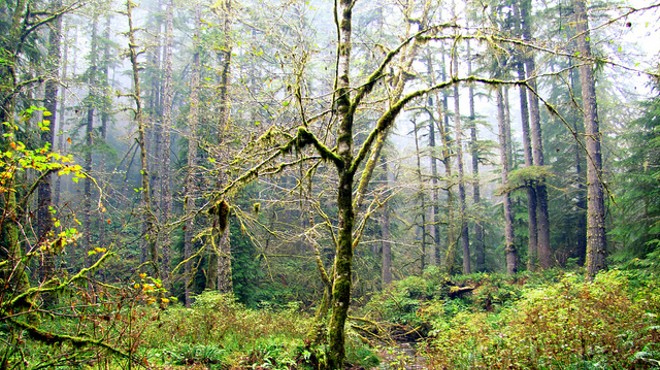 "Save the Trees" just became a reality — the Elliott State Forest remains public