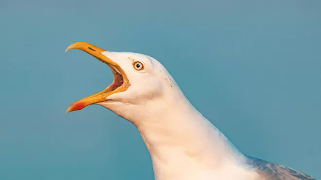 Image: "Seagulls" in Central Oregon?