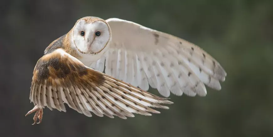 hdm-barn-owl-1024x516.webp