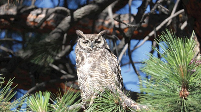 Species Spotlight: Great Horned Owl
