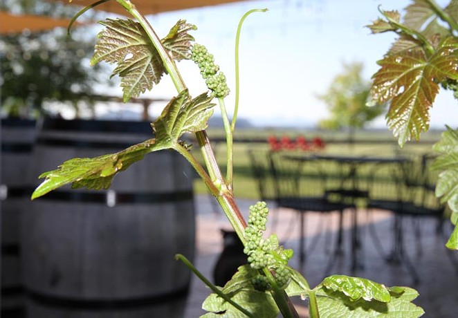 Blanco estate wine vine pictured this year