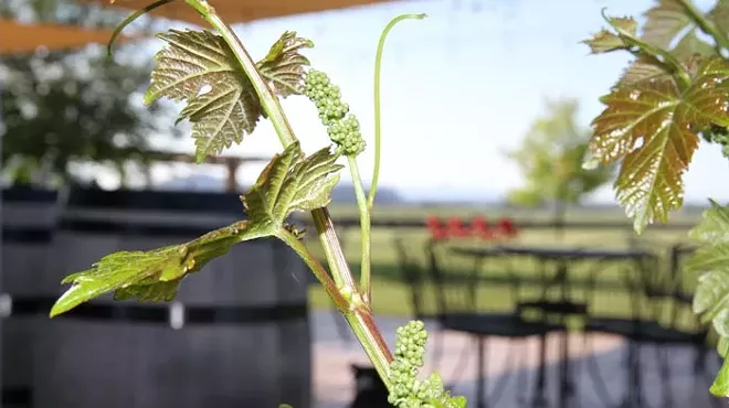 Image: Spring Wine Release Weekend with Live Piano Blues & Jazz