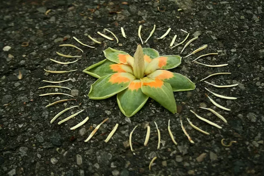 flower_circle.webp